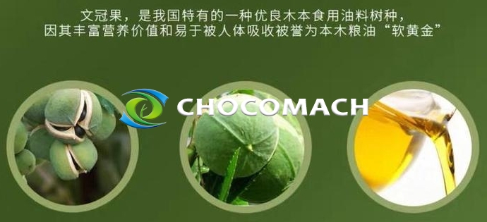 防風(fēng)固沙 “獨(dú)苗” 文冠果 | 北方油茶文冠果 | 58% 油脂率撐起的食品、能源與生態(tài)版圖