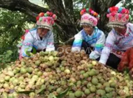 別再浪費(fèi)！核桃副產(chǎn)物的“逆襲”