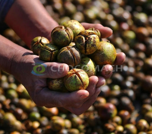 湖南茶籽加工：科技賦能的千億級(jí)健康油香產(chǎn)業(yè)